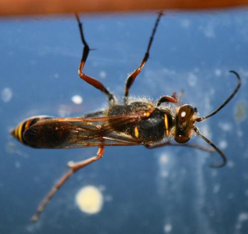 Sceliphron curvatum